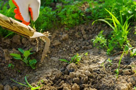 Weed Control in Lexington, SC: The Weeds We See Most (and When They Pop Up)